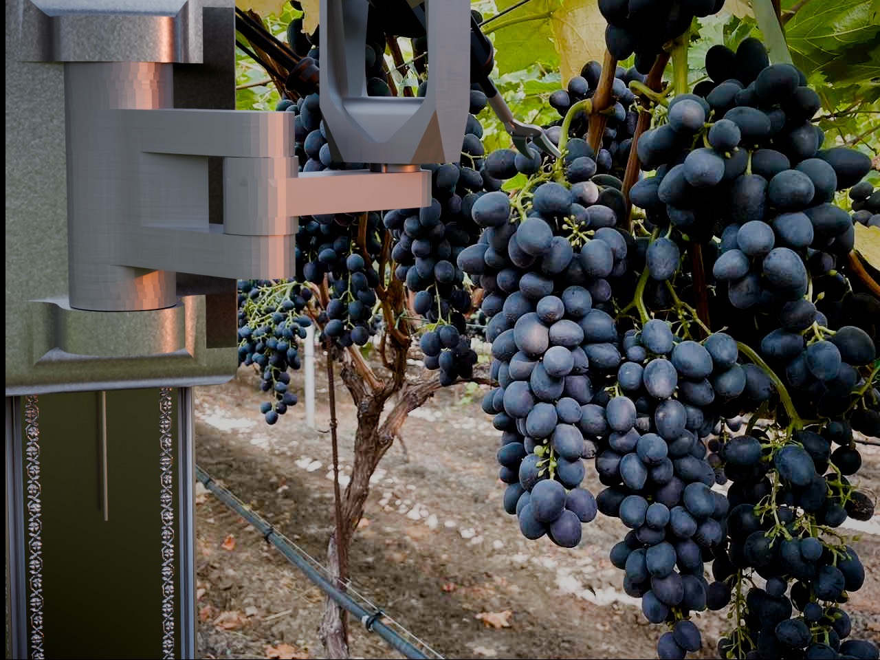 HAR-v1 with electric pruner cutting grape stem in pergola vineyard