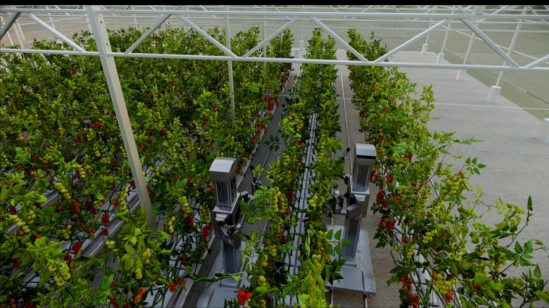 HARVIX robots harvesting cherry tomatoes in a Dutch glasshouse