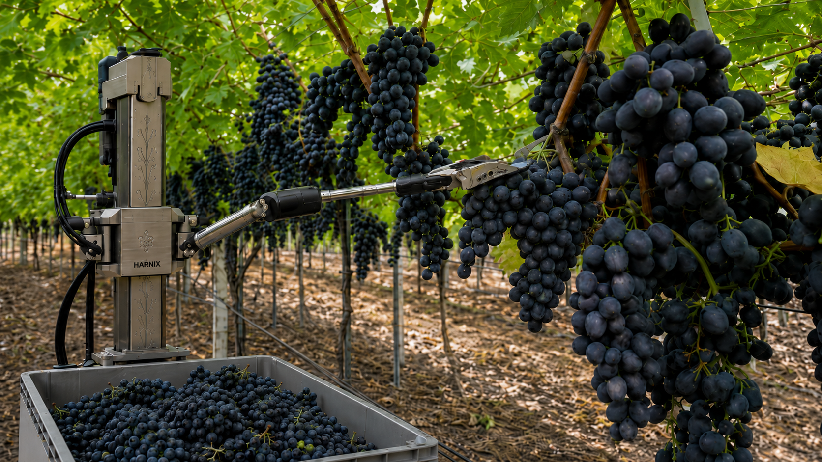 HAR-v1 with electric pruner cutting grape stem in pergola vineyard