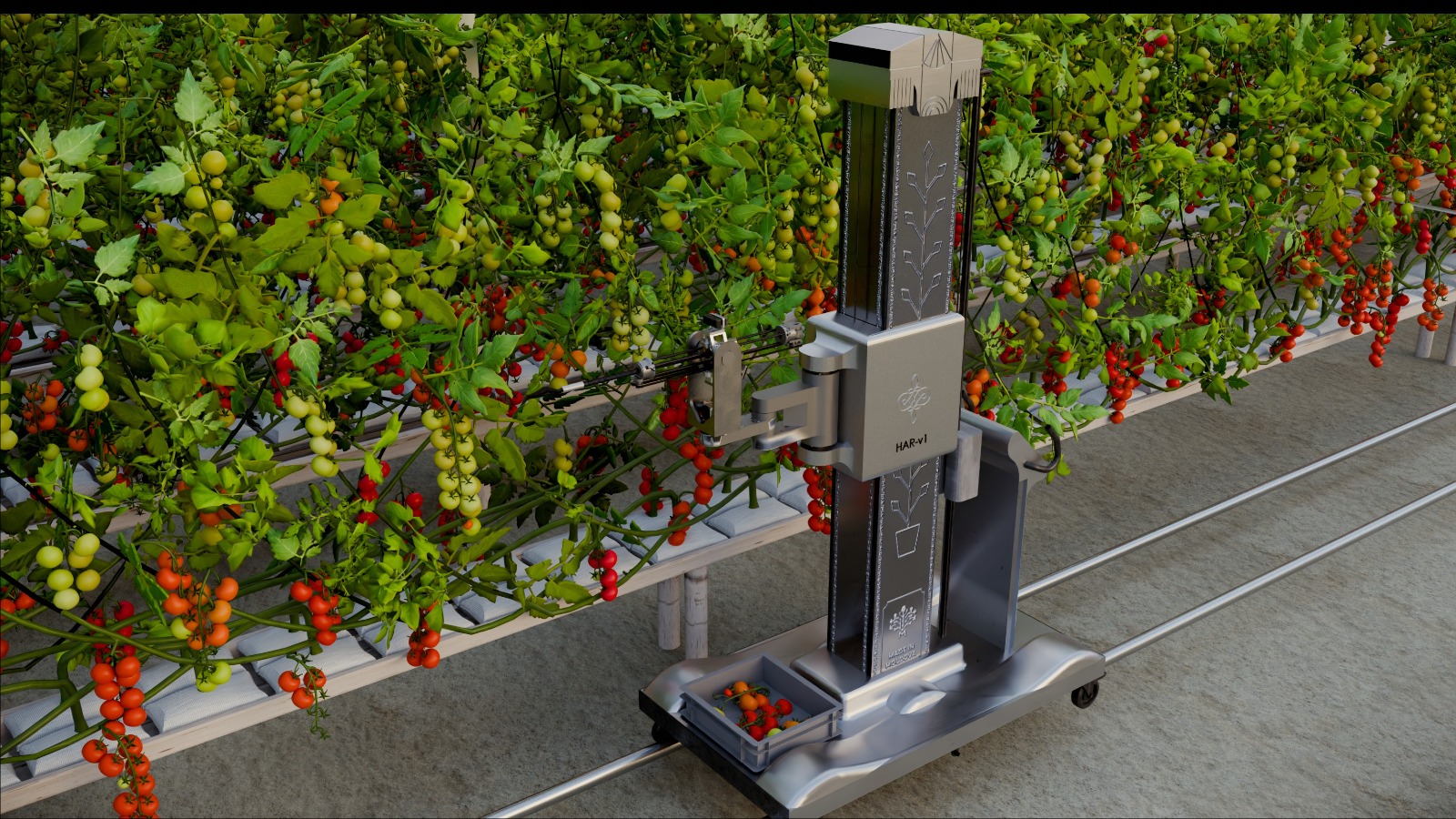 HAR-v1 harvesting tomatoes